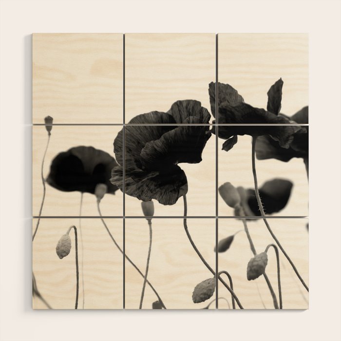 Poppy (black and white) Wood Wall Art Gallery Image 1