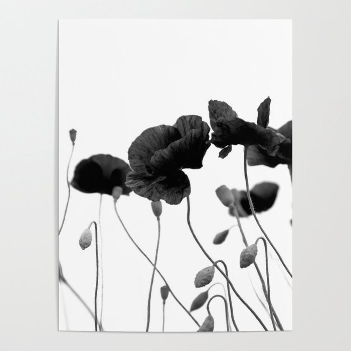 Poppy (black and white) Poster Gallery Image 4