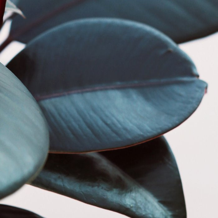 Night Ficus #2 Coffee Mug Gallery Image 2