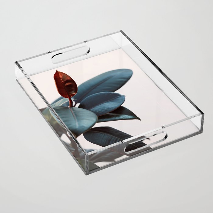 Night Ficus #2 Acrylic Tray Gallery Image 1