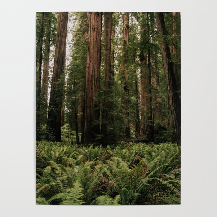 Redwood Forest Poster Gallery Image 1