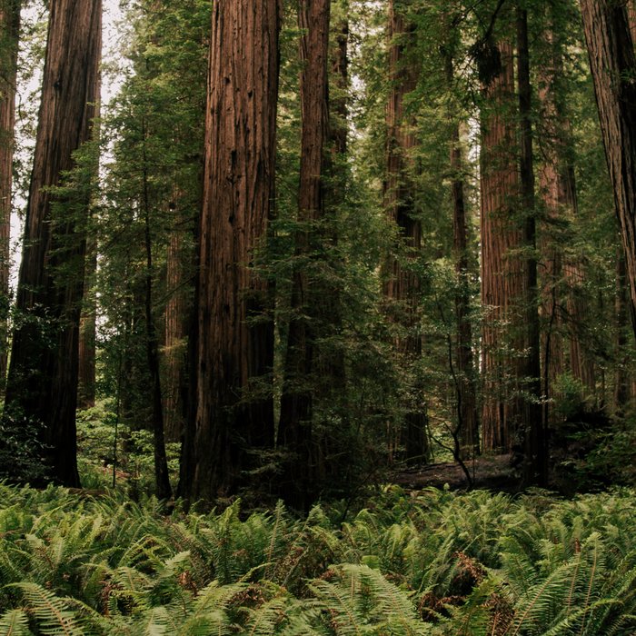 Redwood Forest Coffee Mug Gallery Image 2
