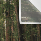Redwood Forest Wall Tapestry Gallery Image 3
