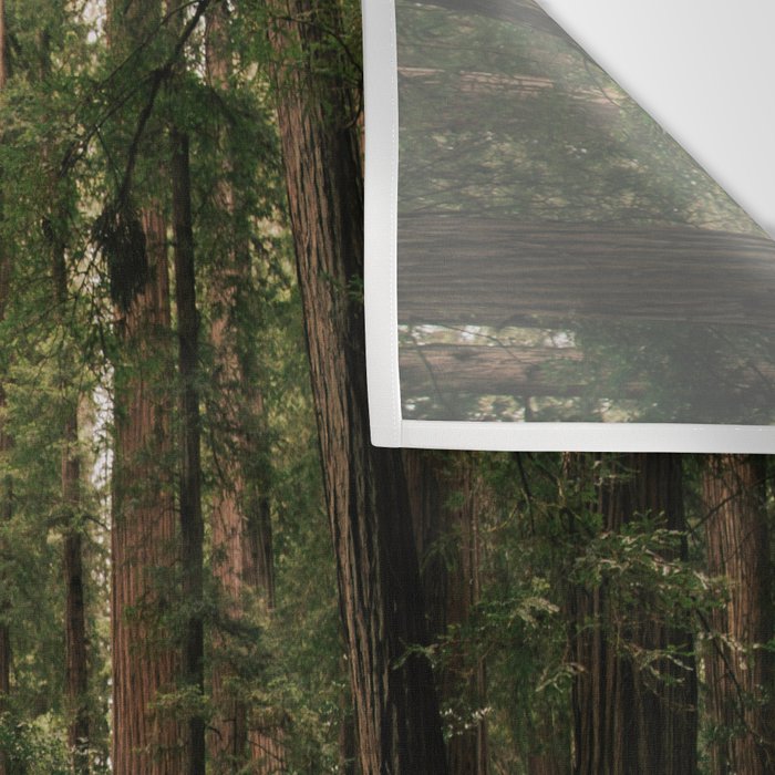 Redwood Forest Wall Tapestry Gallery Image 3