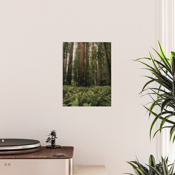 Redwood Forest Poster Gallery Image 2
