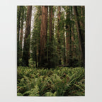 Redwood Forest Poster Gallery Image 4