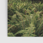 Redwood Forest Poster Gallery Image 3