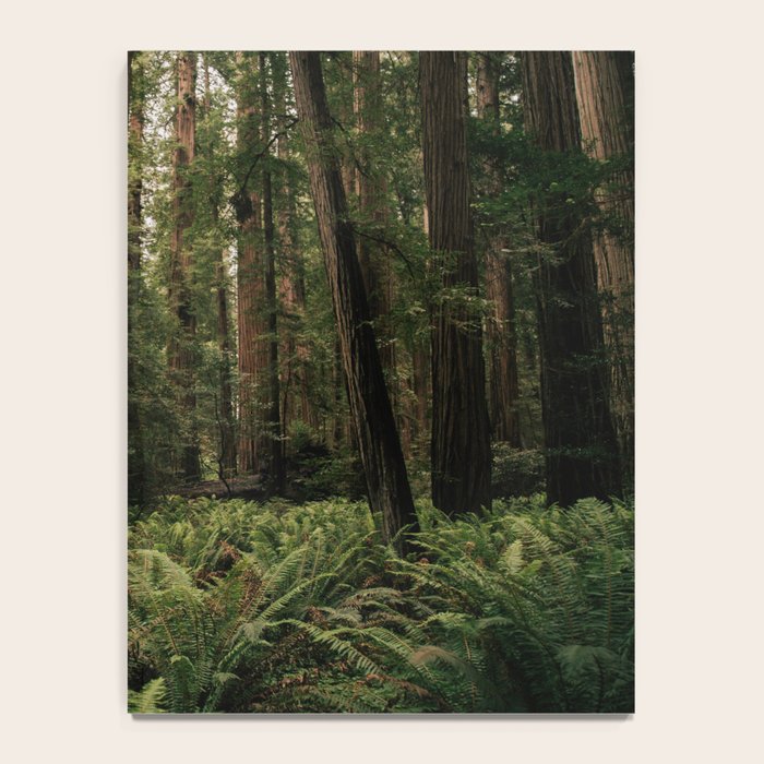 Redwood Forest Notebook Gallery Image 4