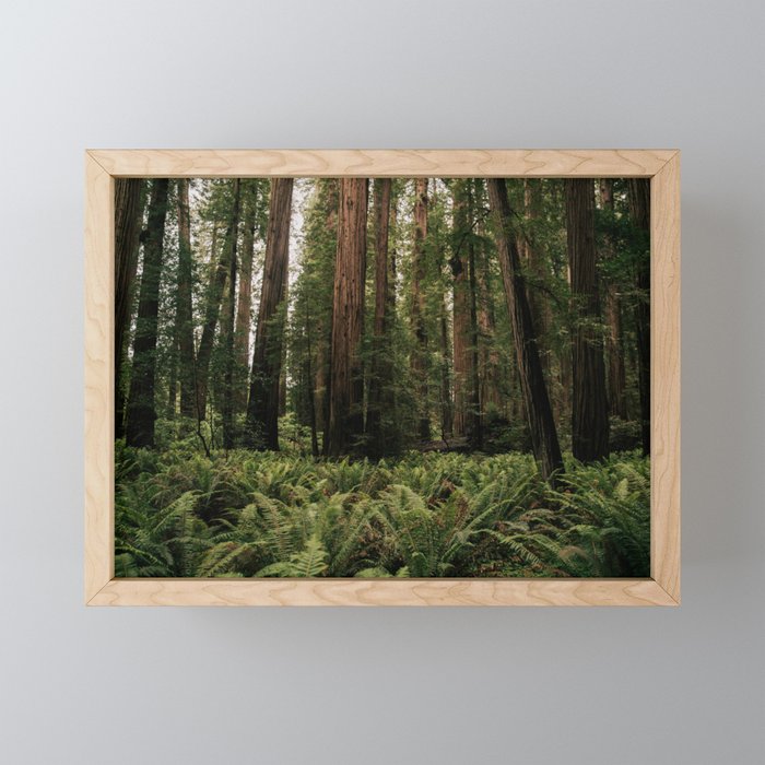 Redwood Forest Mini Art Print Gallery Image 1