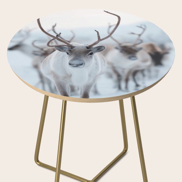 Reindeer in the Snow - Nordic Wildlife Photography Print Side Table Gallery Image 2