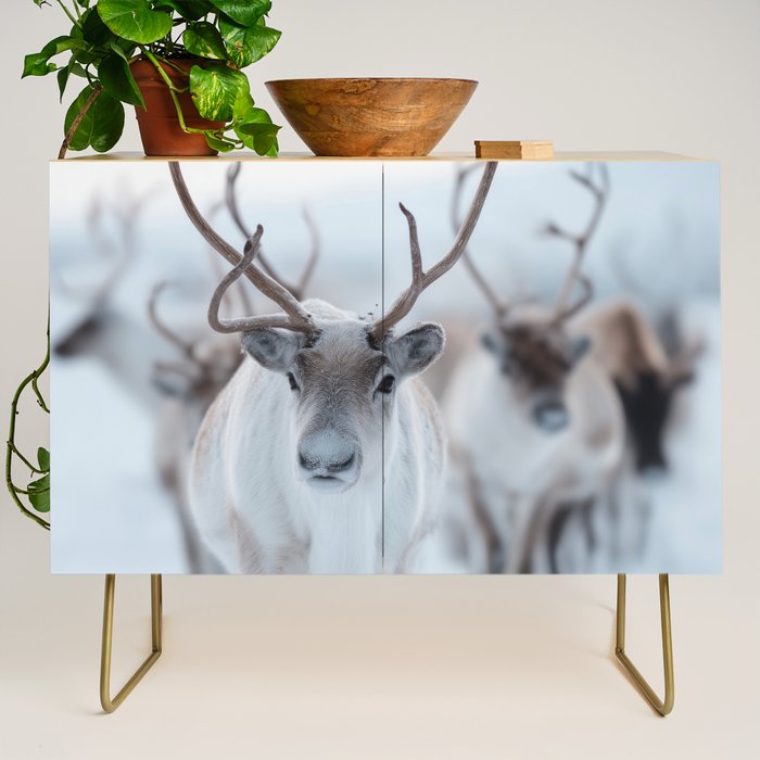 Reindeer in the Snow - Nordic Wildlife Photography Print Credenza Gallery Image 1