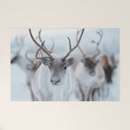 Reindeer in the Snow - Nordic Wildlife Photography Print Welcome Mat Gallery Image 1