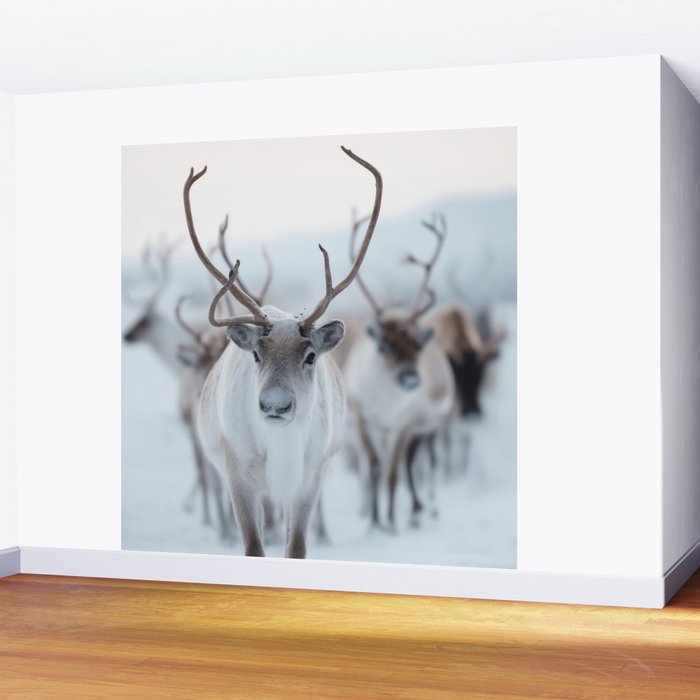 Reindeer in the Snow - Nordic Wildlife Photography Print Wall Mural Gallery Image 2