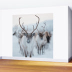 Reindeer in the Snow - Nordic Wildlife Photography Print Wall Mural Gallery Image 2