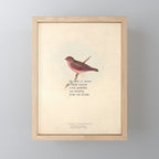 Bird Divinations: Vinous Grosbeak (about: almanacofbirds.org) Mini Art Print Gallery Image 1