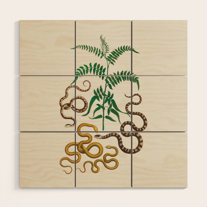 Vipers Aspis hugyi Serpentes Shinus molle Poster Print by Albertus SEBA Wood Wall Art Gallery Image 1