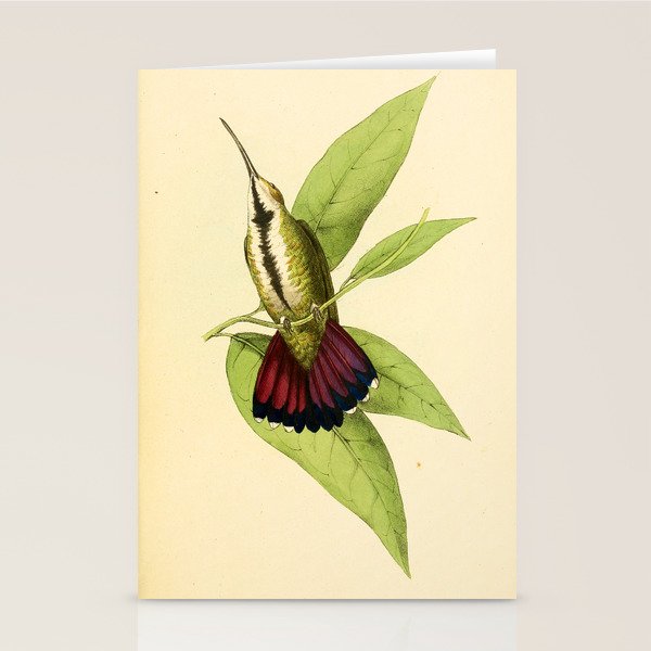 Mango Hummingbird (young) by William Swainson, 1841 (benefitting the Nature Conservancy) Stationery Card Gallery Image 2