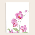 Orchid Notebook Gallery Image 4