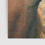 Side By Side  horse portrait photograph Poster Gallery Image 3
