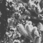 Cholla Cactus Garden (Black + White) Coffee Mug Gallery Image 2