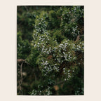 Juniper Poster Gallery Image 4