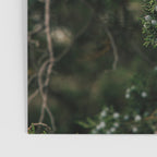 Juniper Poster Gallery Image 3
