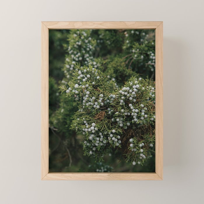 Juniper Mini Art Print Gallery Image 1