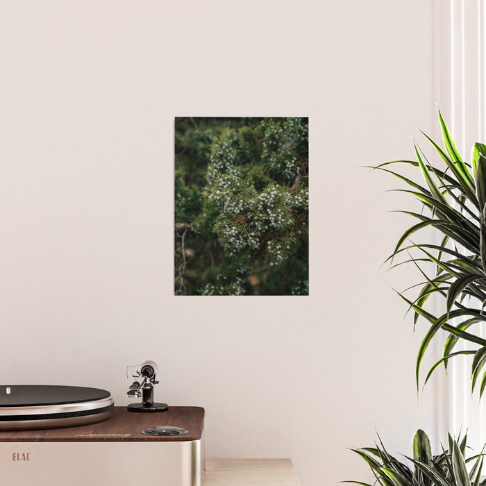 Juniper Poster Gallery Image 2
