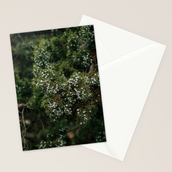 Juniper Stationery Card Gallery Image 2