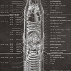 Apollo 11 Saturn V Blueprint in High Resolution (black) Coffee Mug Gallery Image 2
