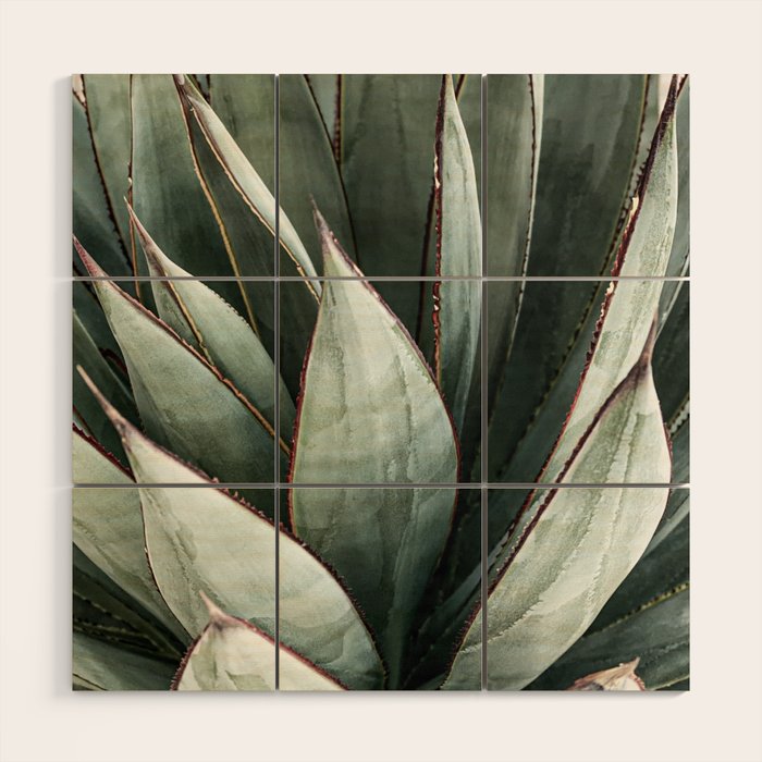 Cactus Leaves // Green Southwest Home Decor Vibes Desert Hombre Plant Photograph Wood Wall Art Gallery Image 1