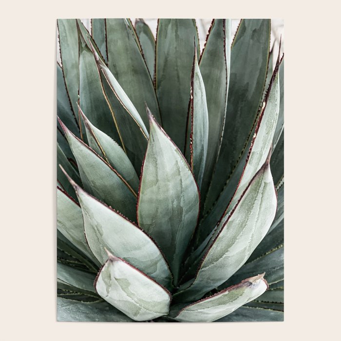 Cactus Leaves // Green Southwest Home Decor Vibes Desert Hombre Plant Photograph Poster Gallery Image 4
