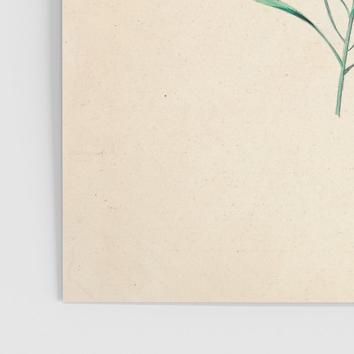  Harebell by Clarissa Munger Badger, 1859 (benefitting The Nature Conservancy) Poster Gallery Image 3