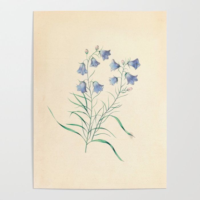  Harebell by Clarissa Munger Badger, 1859 (benefitting The Nature Conservancy) Poster Gallery Image 4