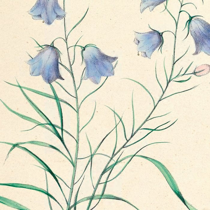  Harebell by Clarissa Munger Badger, 1859 (benefitting The Nature Conservancy) Coffee Mug Gallery Image 2