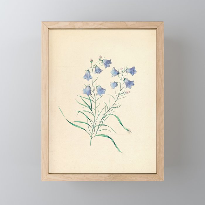  Harebell by Clarissa Munger Badger, 1859 (benefitting The Nature Conservancy) Mini Art Print Gallery Image 1