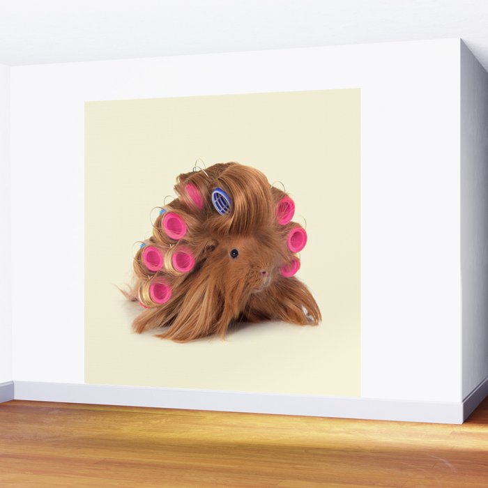 CURLY GUINEA PIG Wall Mural Gallery Image 2