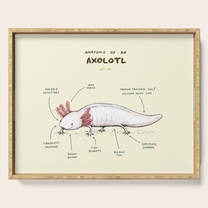 Anatomy of an Axolotl Serving Tray Gallery Image 1