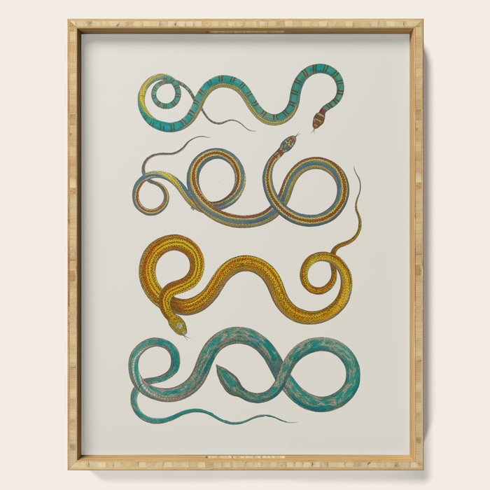 Albertus Seba Snakes Illustration Teal And Yellow Scales Serving Tray Gallery Image 1