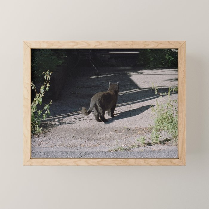 Black Alley Cat in the Sun, Montreal | 35mm Film Photography Mini Art Print Gallery Image 1