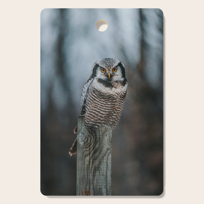 The Northern Howk Owl - Landscape and Nature Photography Cutting Board Gallery Image 1