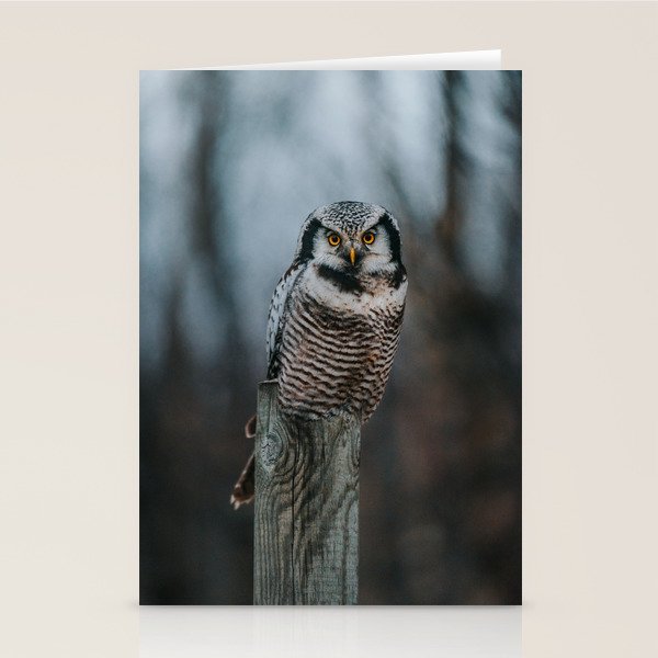 The Northern Howk Owl - Landscape and Nature Photography Stationery Card Gallery Image 1