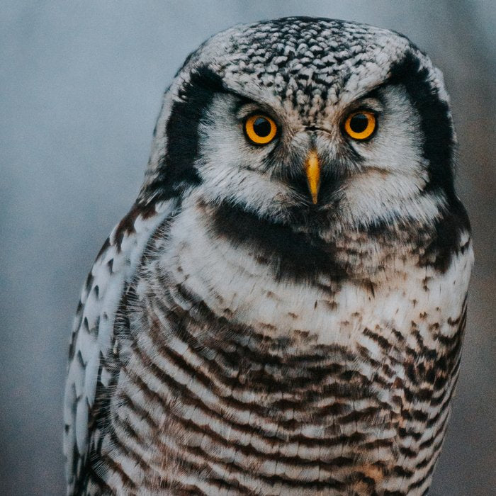The Northern Howk Owl - Landscape and Nature Photography Coffee Mug Gallery Image 2