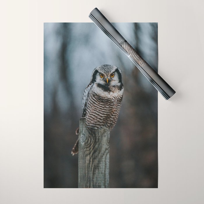 The Northern Howk Owl - Landscape and Nature Photography Wrapping Paper Gallery Image 1