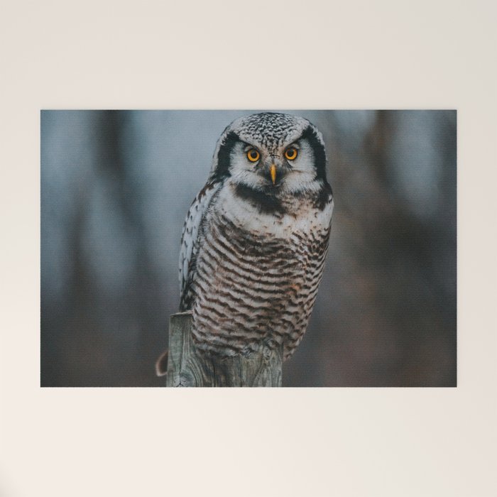 The Northern Howk Owl - Landscape and Nature Photography Welcome Mat Gallery Image 1