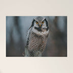 The Northern Howk Owl - Landscape and Nature Photography Welcome Mat Gallery Image 1