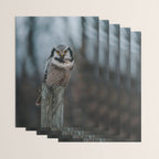 The Northern Howk Owl - Landscape and Nature Photography Wrapping Paper Gallery Image 3
