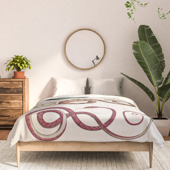 Albertus Seba Three Snakes Illustration  Comforter Gallery Image 3