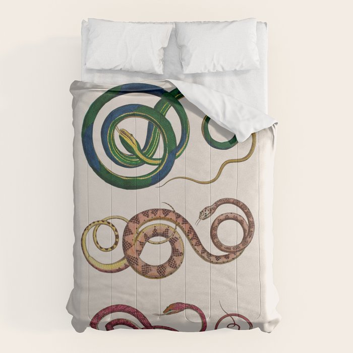 Albertus Seba Three Snakes Illustration  Comforter Gallery Image 1