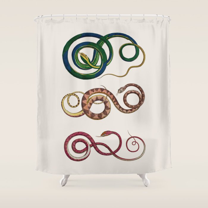 Albertus Seba Three Snakes Illustration  Shower Curtain Gallery Image 1